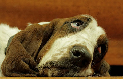 Zufriedener Hund