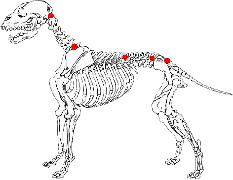 Schmerzpunkte Hund