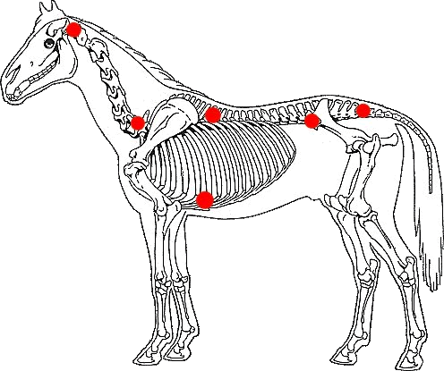 Schmerzpunkte Pferd