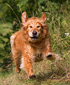 Bewegungsanalyse Hund