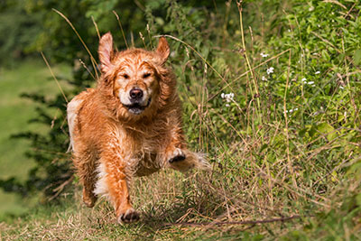 Bewegungsanalyse Hund