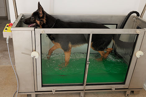 Hydrotraining für Hunde